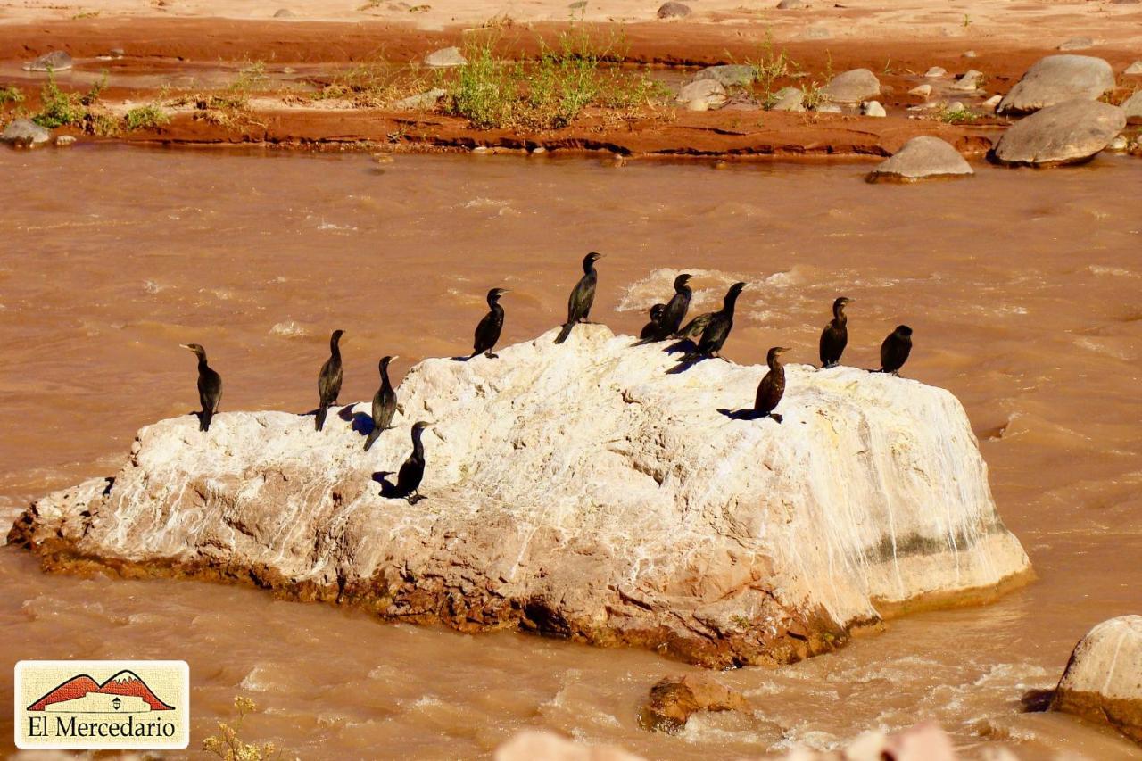 Ecoposada El Mercedario Барреаль Екстер'єр фото